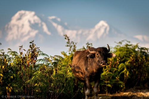 Buffalo in Nepal