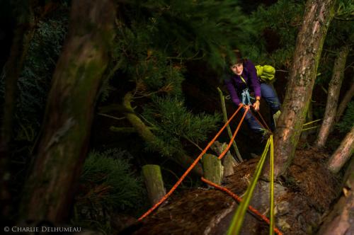 Climbing giant sequoia
