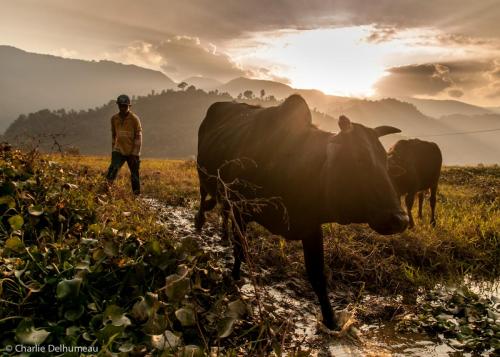Cow boy (13 years old)