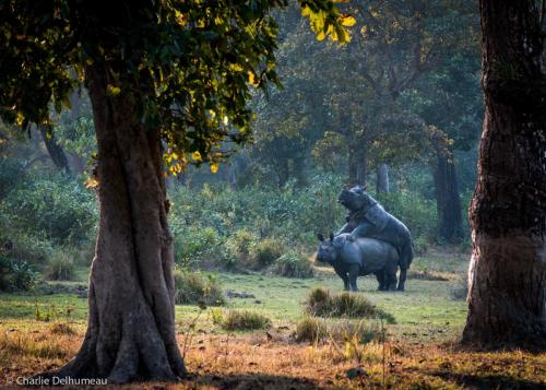 Wild rhinoceros mating in Teraï Jungle