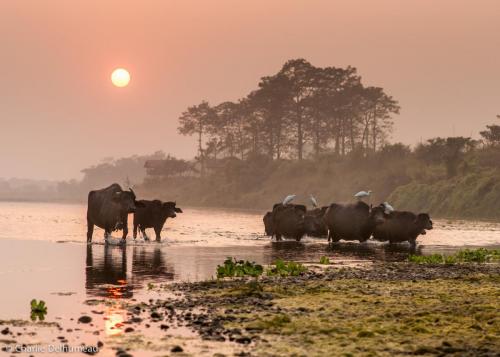 Buffaloes crossing a river