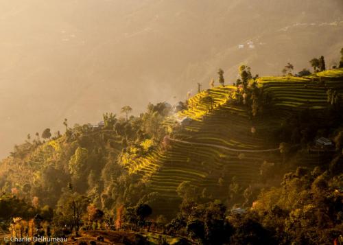 Rice fields in kathmandy valley