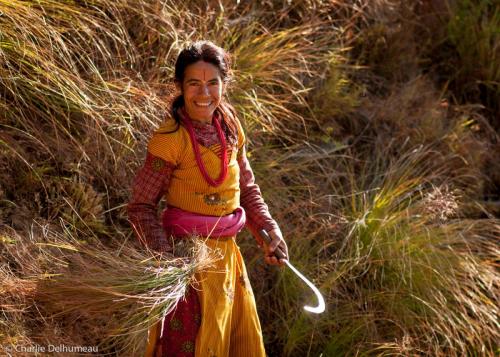 Woman collecting grass for animals