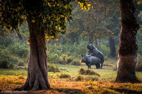 Rhinoceros sauvages s'accouplants