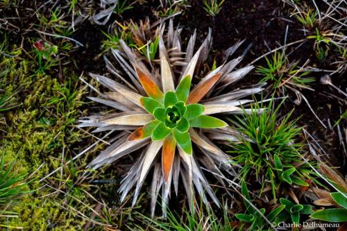 plantePlateauYanachaga-2