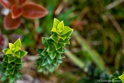 plantePlateauYanachaga-3