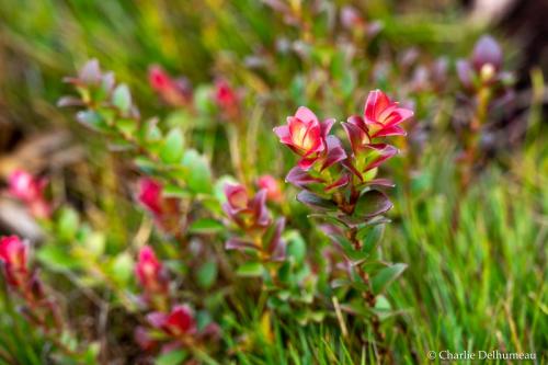 plantePlateauYanachaga-4