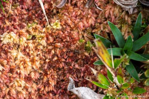 plantePlateauYanachaga-5