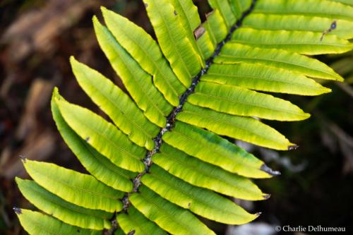 plantePlateauYanachaga-6