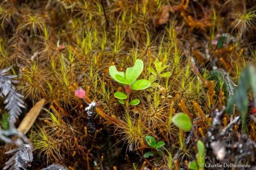 plantePlateauYanachaga-7