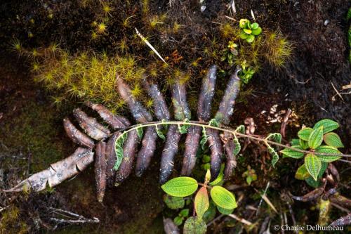 plantePlateauYanachaga-8