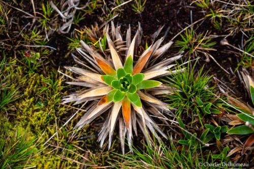 plantePlateauYanachaga